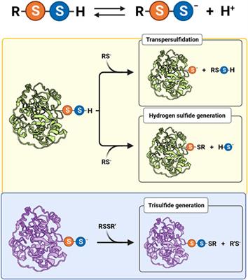 Possible molecular basis of the biochemical effects of cysteine-derived persulfides